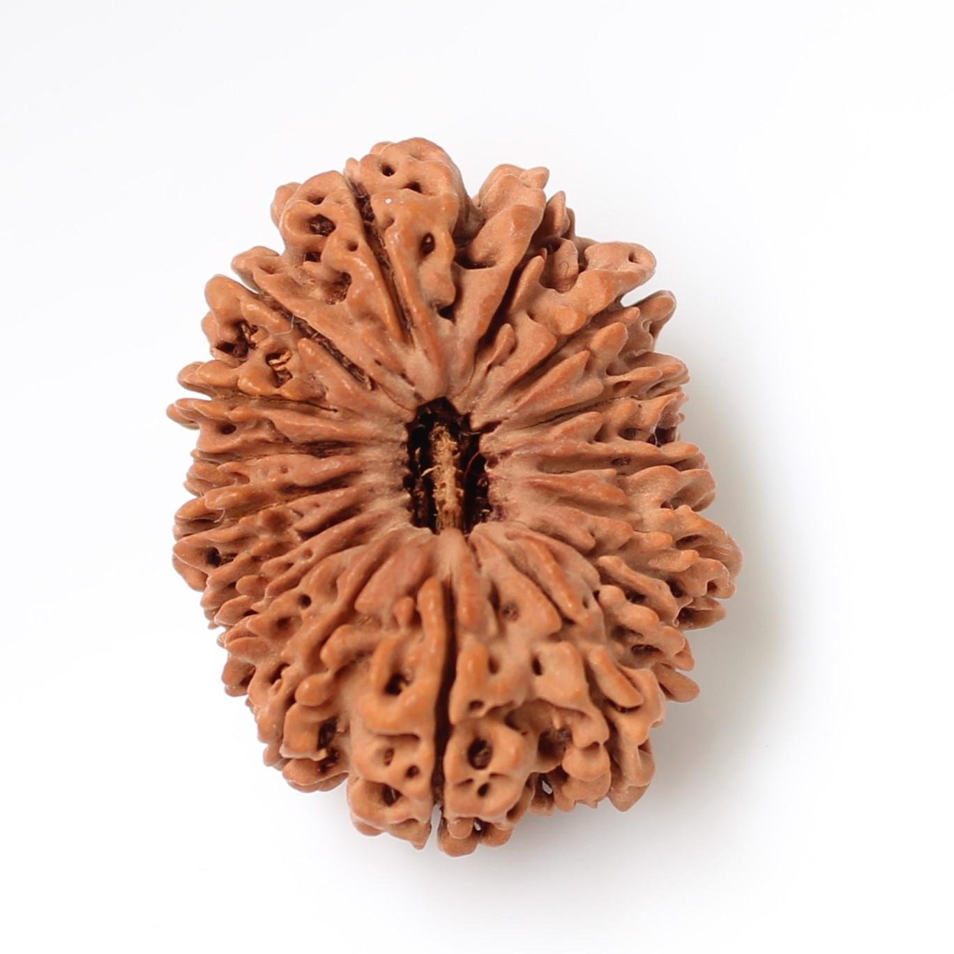 16 Mukhi Rudraksha